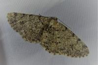 Aethalura punctulata