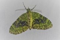 Acasis viretata