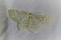 Asthena albulata