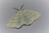 Cabera pusaria