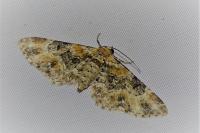 Eupithecia pulchellata