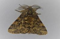 Lycia hirtaria