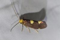 Incurvaria oehlmanniella