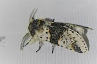 Furcula bicuspis