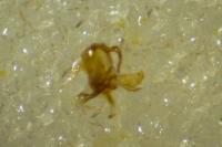 Paraswammerdamia albicapitella