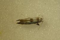 Paraswammerdamia albicapitella