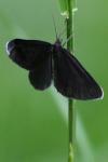 Odezia atrata