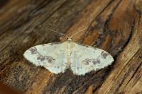 Idaea trigeminata
