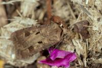 Agrotis exclamationis