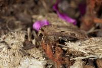 Agrotis exclamationis
