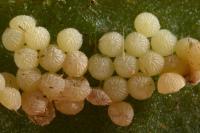 Agrotis exclamationis
