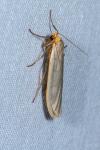 Eilema caniola
