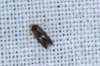 Stigmella