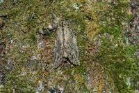 Peridea anceps