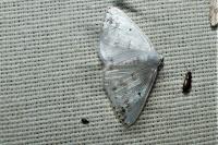Lomographa temerata