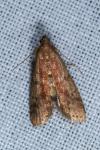 Ephestia