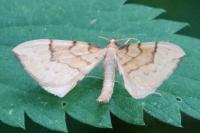 Gandaritis pyraliata