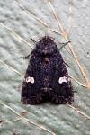 Melanchra persicariae
