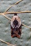 Acleris variegana