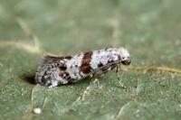 Scythropia crataegella