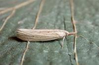 Ematheudes punctella