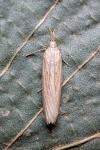 Ematheudes punctella