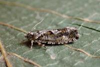 Zeiraphera isertana