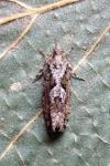 Zeiraphera isertana