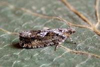 Zeiraphera isertana