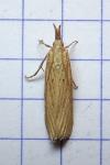 Ematheudes punctella