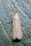 Ematheudes punctella