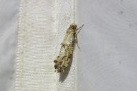 Morophaga choragella
