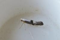 Argyresthia spinosella