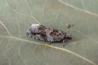 Epinotia signatana