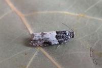 Gypsonoma sociana