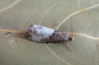 Notocelia cynosbatella