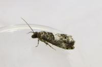 Notocelia trimaculana