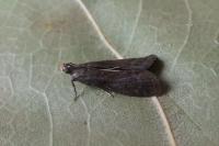 Eccopisa effractella