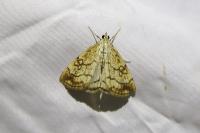 Evergestis pallidata