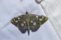 Anania coronata