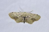 Idaea dimidiata