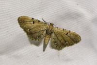 Eupithecia absinthiata/assimilata/goossensiata