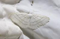 Cabera pusaria