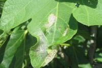 Choreutis nemorana
