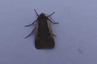 Ochropleura plecta