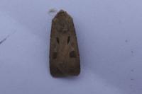 Agrotis exclamationis