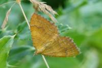 Camptogramma bilineata