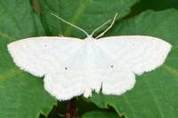 Scopula immutata