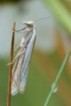 Crambus pascuella