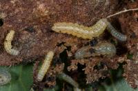 Agrotis exclamationis